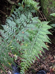 Asplenium gracillimum
