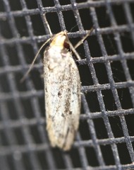 Philobota thiocrossa