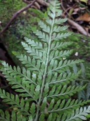 Asplenium gracillimum