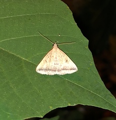 Lysimelia lucida