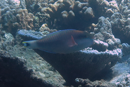Chlorurus atrilunula observed 2023-04-02