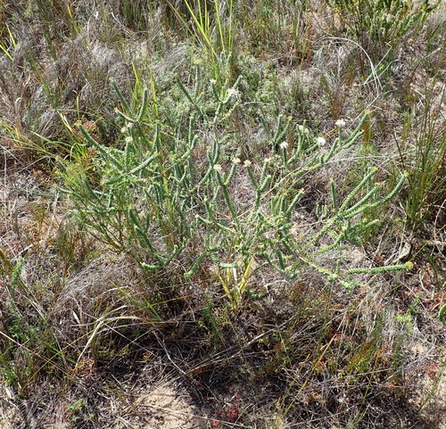 Image of Agathosma muirii by (c) Nicola van Berkel, some rights reserved (CC BY-SA)