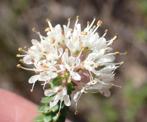 Image of Agathosma muirii by (c) Nicola van Berkel, some rights reserved (CC BY-SA)