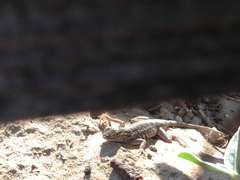 Holbrookia propinqua