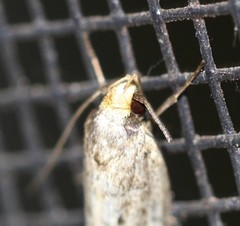 Philobota thiocrossa