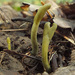 Microglossum viride - Photo (c) Iv Merlu,  זכויות יוצרים חלקיות (CC BY-NC), uploaded by Иван Матершев