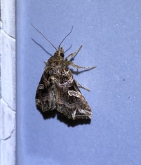 Callopistria exotica