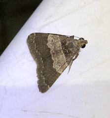 Hydrillodes nilgirialis