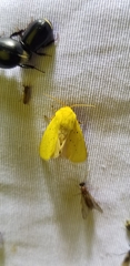 Pseudalus