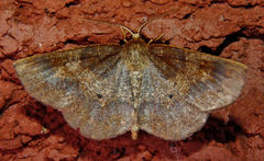 Metarranthis angularia