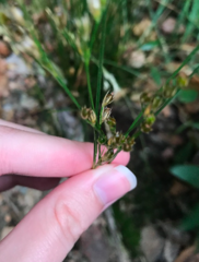 Juncus interior