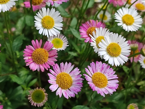 Erigeron karvinskianus