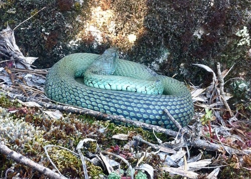 Iberian Grass Snake