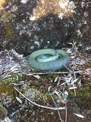 Natrix astreptophora