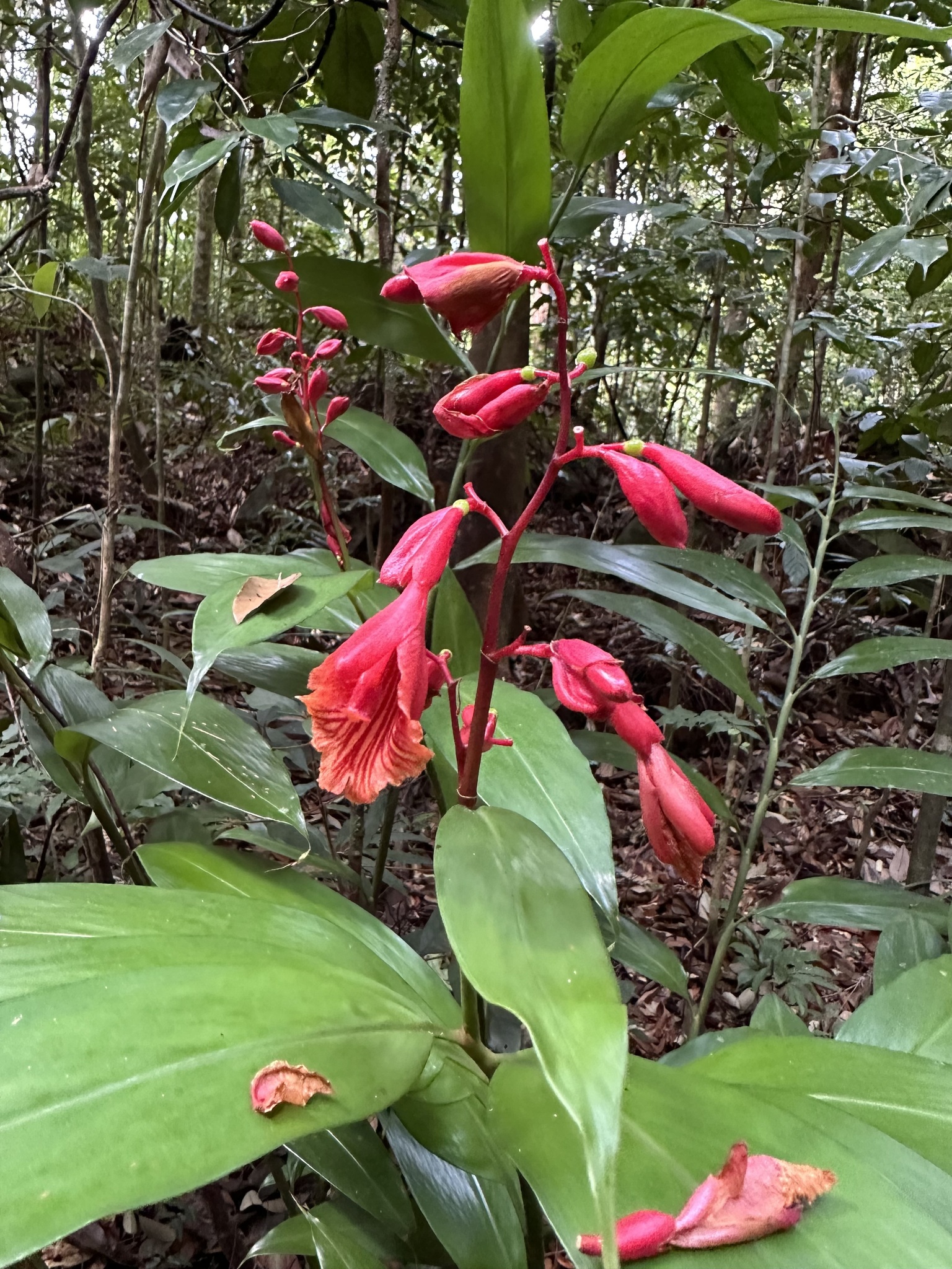 Alpinia glabra Ridl.