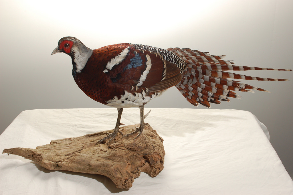 Elliot's Pheasant
