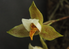 Lycaste deppei