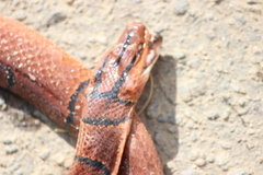 Oreocryptophis porphyraceus porphyraceus