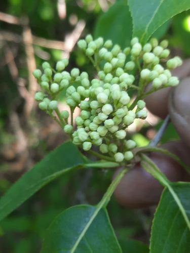 Viburnum lentago