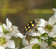 Castiarina xanthopilosa