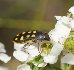 Castiarina xanthopilosa