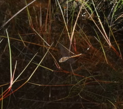 Procordulia jacksoniensis