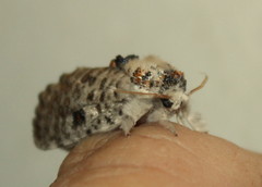 Salagena obsolescens