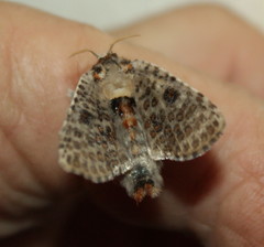 Salagena obsolescens