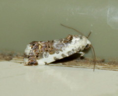 Acontia ectorrida