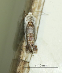 Acontia ectorrida