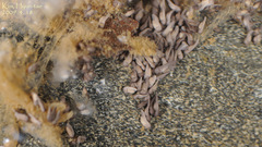 Bufo stejnegeri
