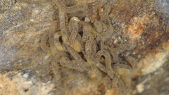 Bufo stejnegeri