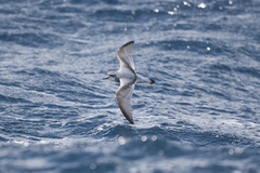 Salvin's Prion photo 5