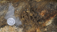 Bufo stejnegeri