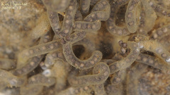 Bufo stejnegeri