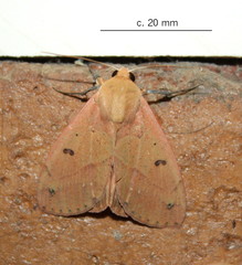 Hypanua roseitincta