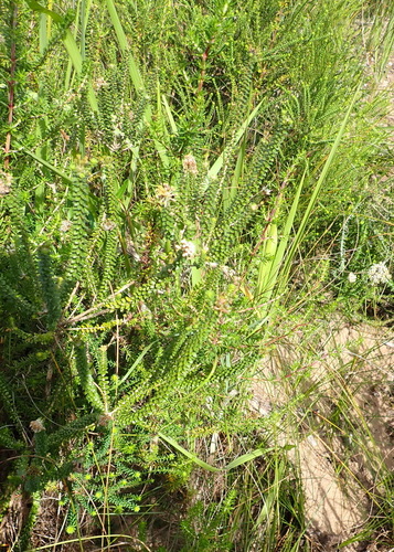 Image of Agathosma muirii by (c) Nicola van Berkel, some rights reserved (CC BY-SA)