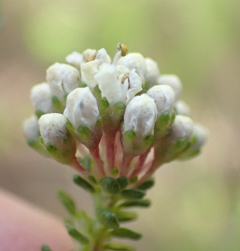 Image of Agathosma muirii by (c) Nicola van Berkel, some rights reserved (CC BY-SA)