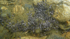 Bufo stejnegeri