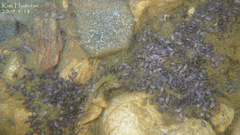 Bufo stejnegeri