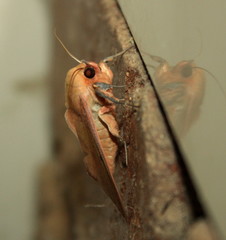 Hypanua roseitincta