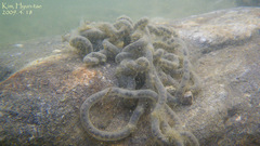Bufo stejnegeri