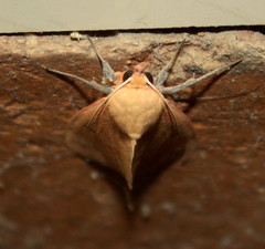 Hypanua roseitincta