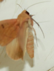Hypanua roseitincta