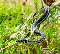 Thamnophis pulchrilatus