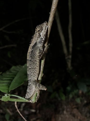 Forest Blood Sucker, Monilesaurus rouxii