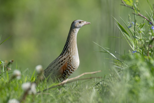 Corn Crake