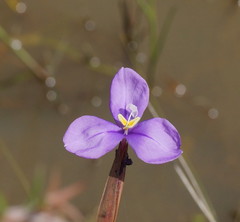 Patersonia occidentalis occidentalis
