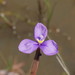 Patersonia occidentalis occidentalis - Photo (c) Reiner Richter,  זכויות יוצרים חלקיות (CC BY-NC-SA), הועלה על ידי Reiner Richter