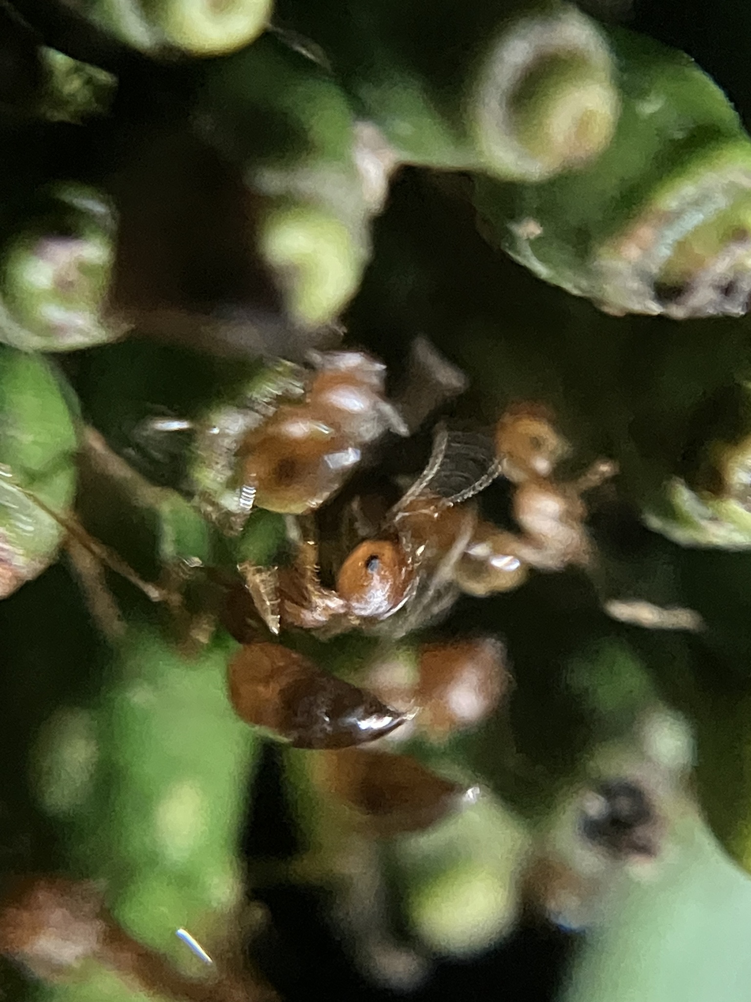 Crematogaster politula
